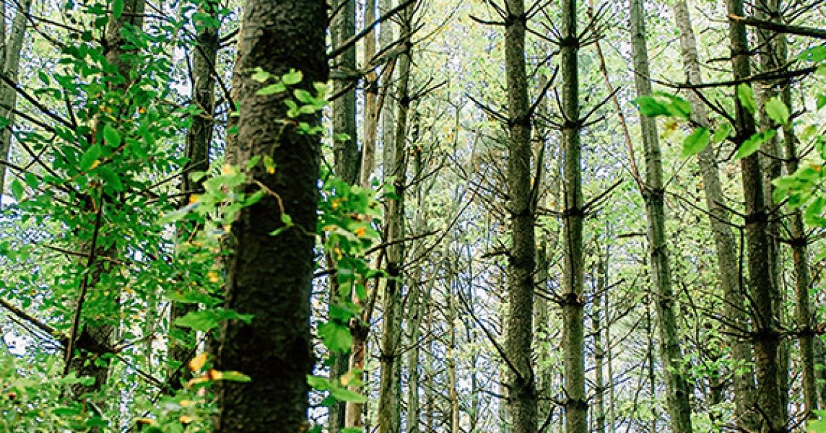 County Forest Management & Conservation | Middlesex County